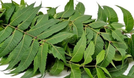 NEEM