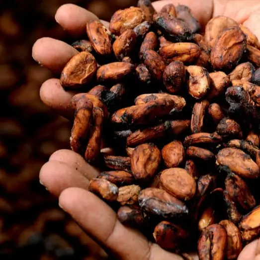 CACAO